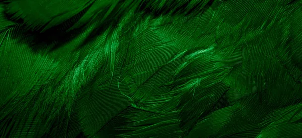 Penas Falcão Verde Com Detalhes Visíveis Fundo Textura — Fotografia de Stock