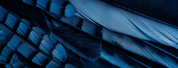 蓝色和黑色的Jay羽毛 背景或纹理 — 图库照片