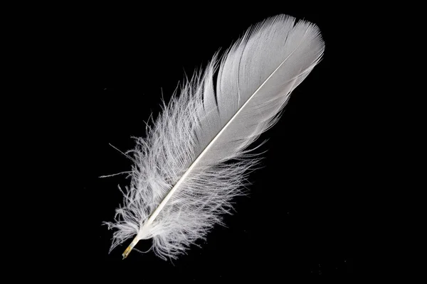 White Feather Goose Black Background — Stock Photo, Image