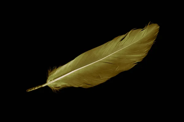 Gold Feather Goose Black Isolated Background — Fotografia de Stock