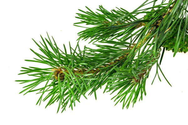 Spring Pine White Isolated Background Stock Picture