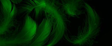 Siyah yalıtılmış arka planda yeşil ördek tüyleri