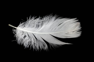 Siyah arka planda beyaz kaz tüyü