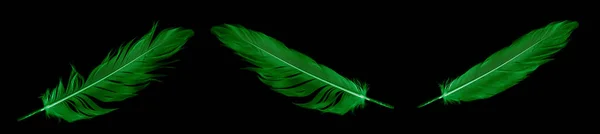 Πράσινο Φτερό Χήνας Ένα Μαύρο Απομονωμένο Φόντο — Φωτογραφία Αρχείου