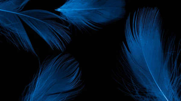 Plumas Pato Azul Sobre Fondo Negro Aislado — Foto de Stock