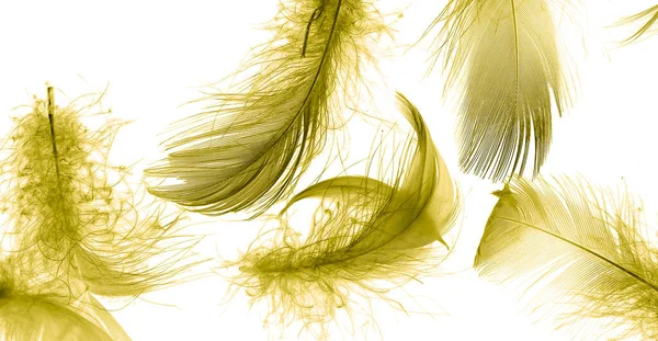 Gold Duck Feathers White Isolated Background — 图库照片