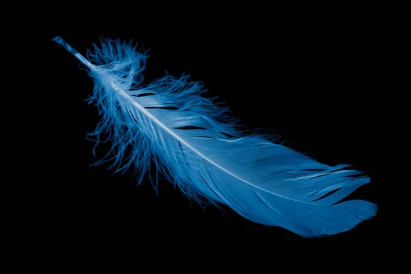 Siyah Arkaplanda Mavi Kaz Tüyü — Stok fotoğraf