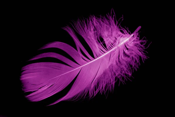 Violet Feather Goose Black Isolated Background — Fotografia de Stock