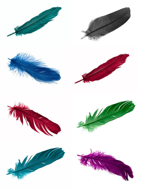 colorful feathers of a goose on a white isolated background