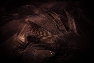 Şahin tüyleri görünür detaylarla. arkaplan veya doku