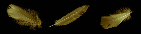 Gold Feather Goose Black Isolated Background — Zdjęcie stockowe