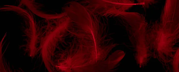 Red Duck Feathers Black Isolated Background — ストック写真