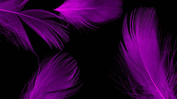 Violet Duck Feathers Black Isolated Background — 图库照片