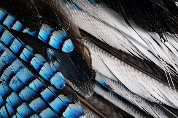 Mavi Siyah Kuş Tüyleri Arkaplan Veya Doku — Stok fotoğraf