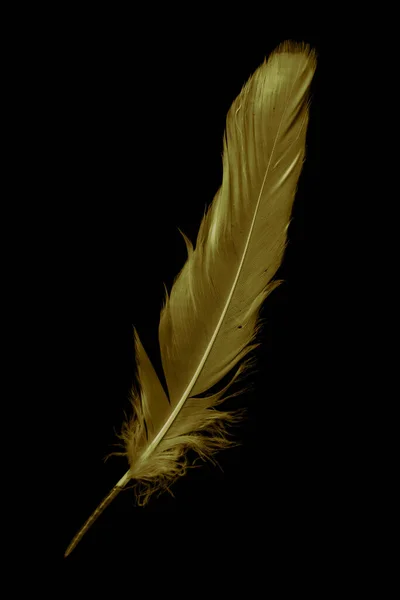 Siyah izole edilmiş arka planda altın tüy kaz