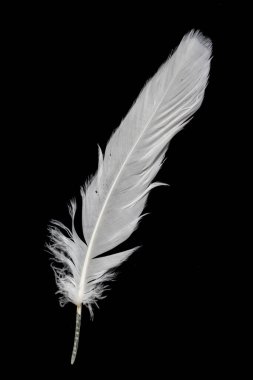 Siyah arka planda beyaz kaz tüyü