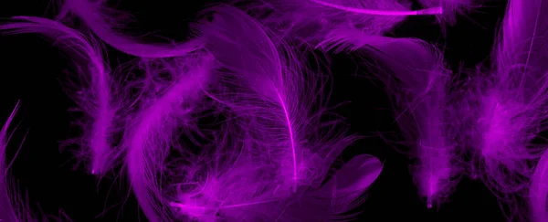 Violet Duck Feathers Black Isolated Background — 스톡 사진