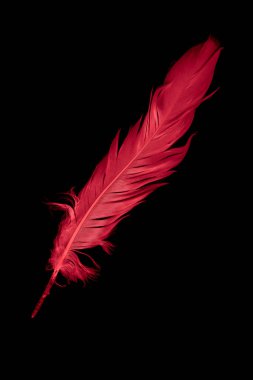 a red goose feather on a black isolated background