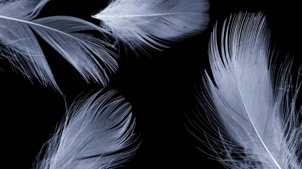 黒い隔離された背景に白いアヒルの羽 — ストック写真