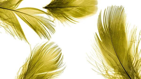 Gold Duck Feathers White Isolated Background — Stock fotografie