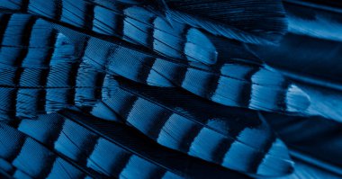 Mavi ve siyah kuş tüyleri. arkaplan veya doku