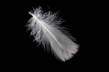 Siyah arka planda beyaz kaz tüyü