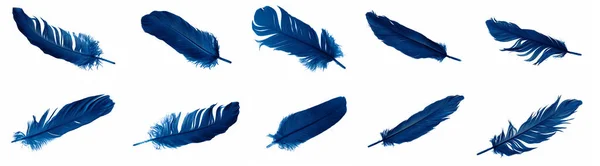Blue Goose Feathers White Isolated Background — Foto Stock