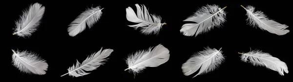 white feather of a goose on a black background