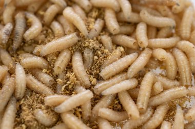 fly larvae on sawdust. background or texture