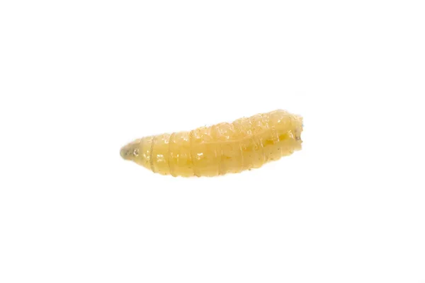 Fly Larvae White Isolated Background — Stok fotoğraf