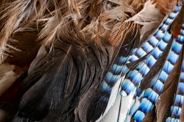 brown and gray feathers with visible details. background or textura