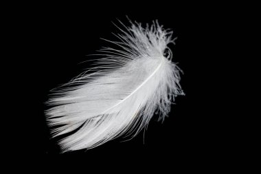 Siyah arka planda beyaz kaz tüyü