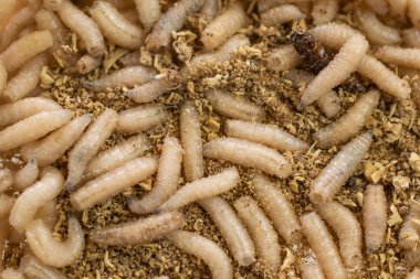 fly larvae on sawdust. background or texture
