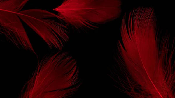 Red Duck Feathers Black Isolated Background — ストック写真