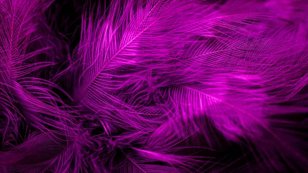 Violet Feathers Visible Details Background Textura — 图库照片