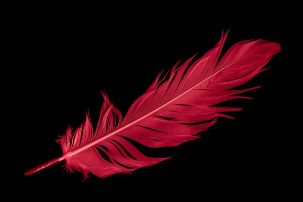 Red Feathers Isolated On White Background Stock Photo, Picture and Royalty  Free Image. Image 96248544.