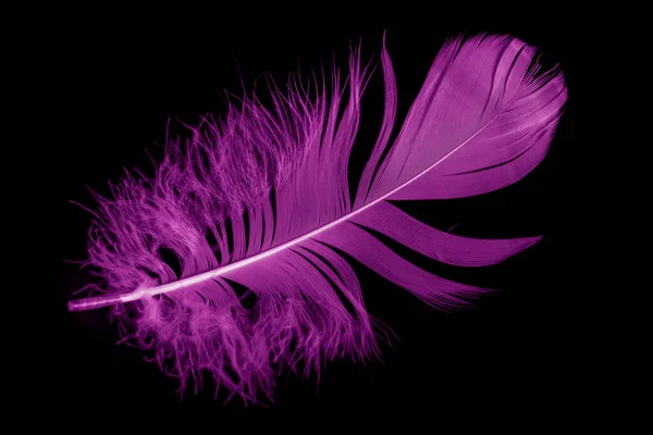 Violet Feather Goose Black Isolated Background — Fotografia de Stock