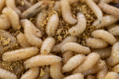 fly larvae on sawdust. background or texture