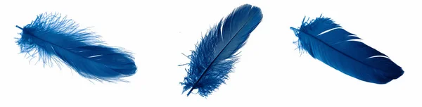 Blue Goose Feathers White Isolated Background — Foto de Stock