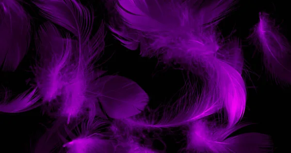 Violet Duck Feathers Black Isolated Background —  Fotos de Stock