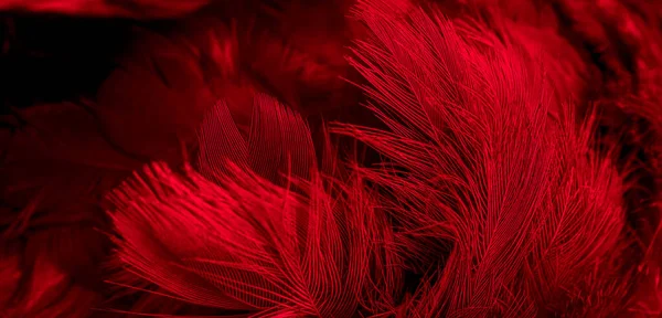 Red Feathers Visible Details Background Textura — Foto de Stock