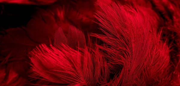red feathers with visible details. background or textura