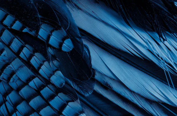 Mavi ve siyah kuş tüyleri. arkaplan veya doku