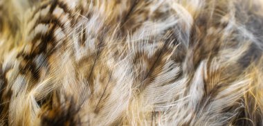 Baykuşun beyaz tüyleri