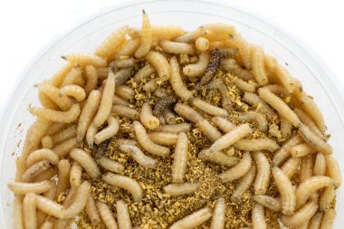 fly larvae on a white isolated background