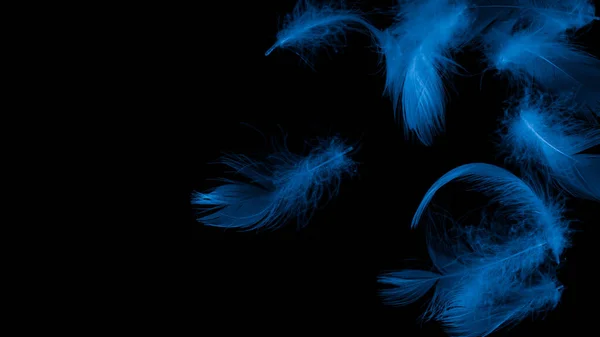 Modré Kachní Peří Černém Izolovaném Pozadí — Stock fotografie