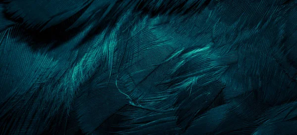 Penne Falco Blu Con Dettagli Visibili Sfondo Consistenza — Foto Stock