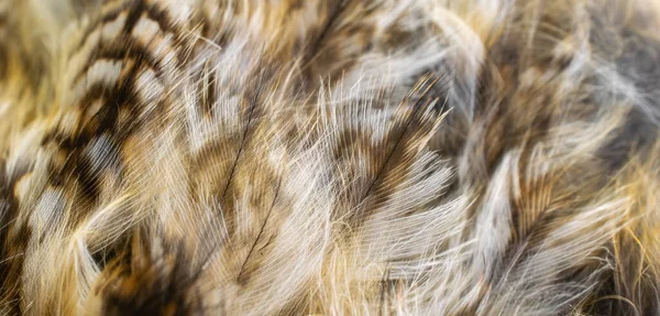 Baykuşun beyaz tüyleri