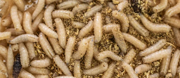 fly larvae on sawdust. background or texture