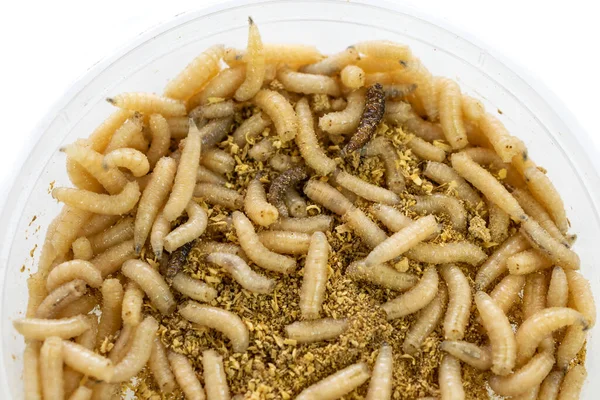 fly larvae on a white isolated background